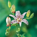 Toad_Lily_Cotton_Candy_Magazine